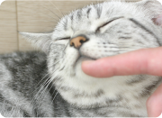 syuyou_img_3