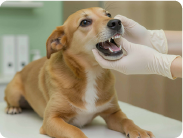 adv_2_dental_01 動物病院 歯科・口腔外科診療イメージ